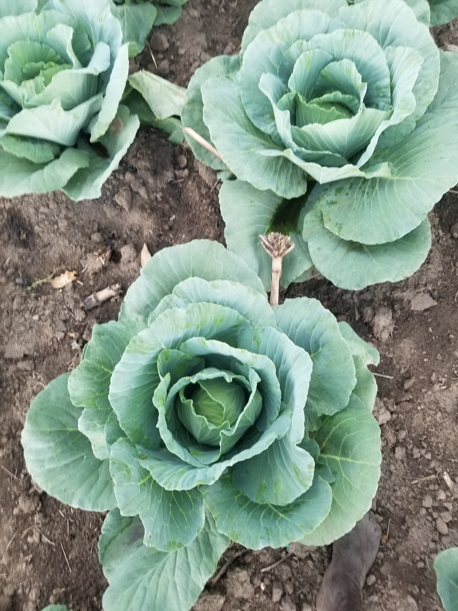 Cabbage Farming
