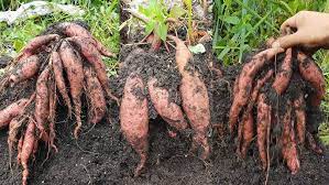 Sweet Potato Farm